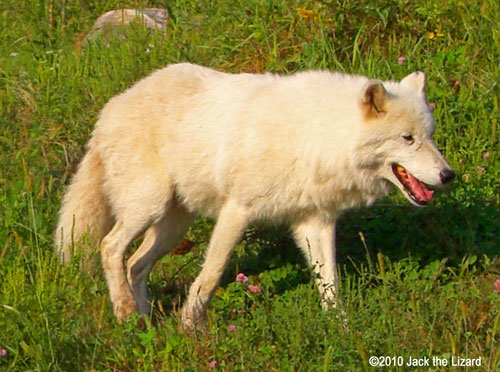 Arctic Wolf, Toronto Zoo