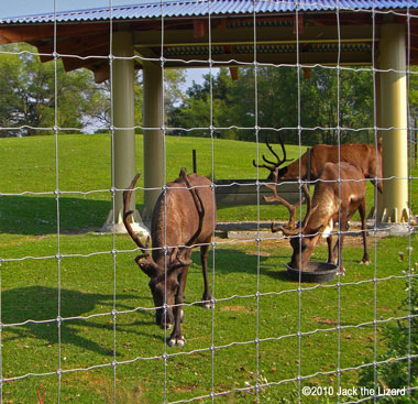 Reindeer, Toronto Zoo