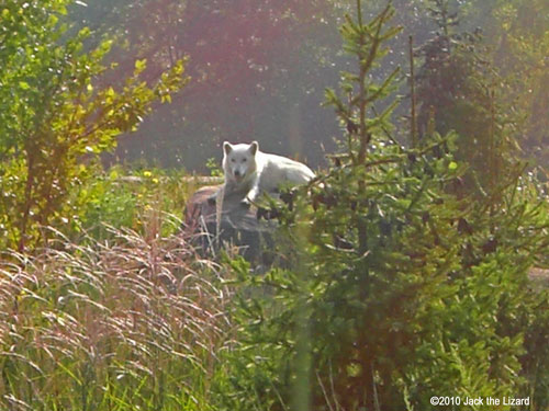 Arctic Wolf, Toronto Zoo