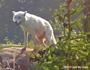 Arctic Wolf, Toronto Zoo