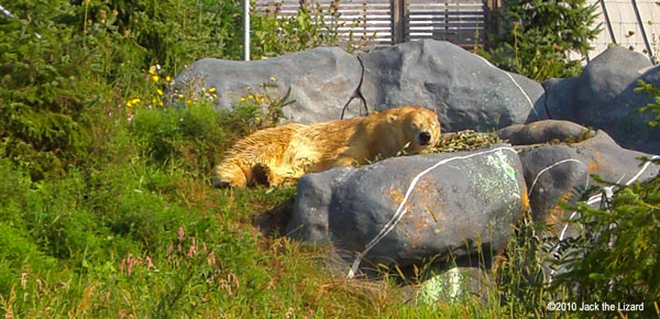 Polar Bear, Toronto Zoo