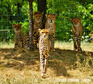 Cheetah, Toronto Zoo