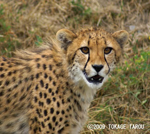 Cheetah, Toronto Zoo