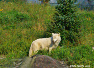 Arctic Wolf, Toronto Zoo