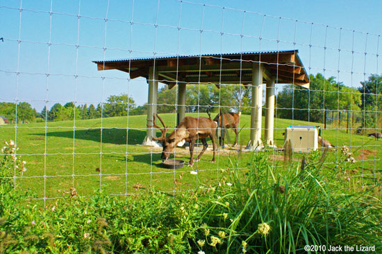 Reindeer, Toronto Zoo