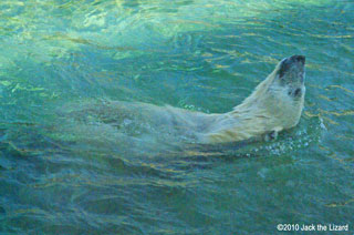 Polar Bear, Toronto Zoo