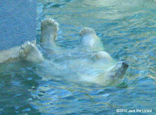 Polar Bear, Toronto Zoo