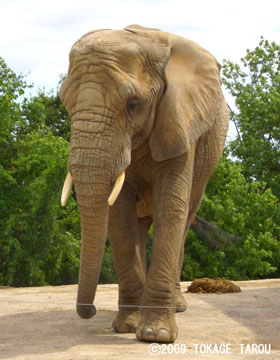 African elephant, Toronto Zoo