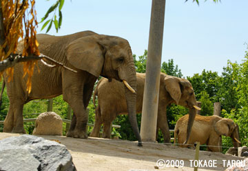 African elephant, Toronto Zoo