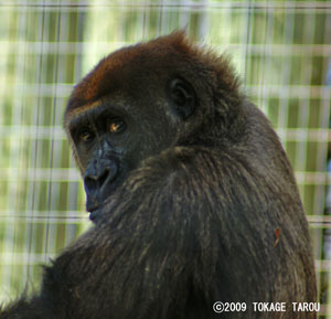 Western lowland gorilla, Toronto Zoo