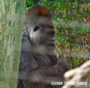 Western lowland gorilla, Toronto Zoo