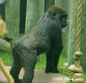 Western lowland gorilla, Toronto Zoo