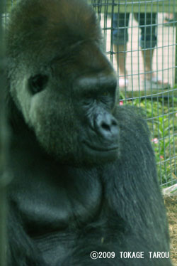 Western lowland gorilla, Toronto Zoo