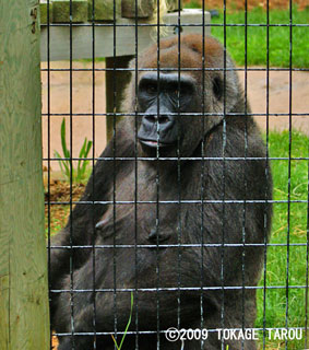 Western lowland gorilla, Toronto Zoo