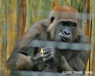 Western lowland gorilla, Toronto Zoo