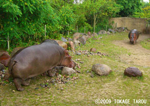 River hippopotamus, Toronto Zoo