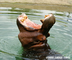 River hippopotamus, Toronto Zoo