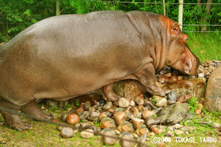 River hippopotamus, Toronto Zoo
