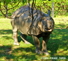 Great Indian Rhinoceros, Toronto Zoo