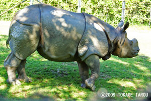 Great Indian Rhinoceros, Toronto Zoo