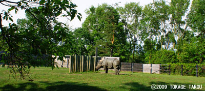 Great Indian Rhinoceros, Toronto Zoo