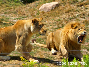 African Lion, Toronto Zoo