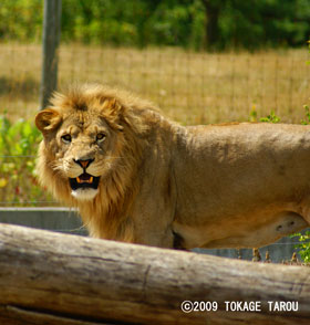African Lion, Toronto Zoo