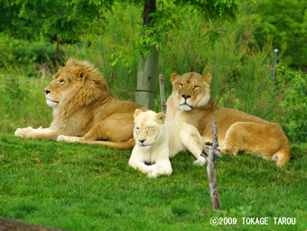 African Lion, Toronto Zoo