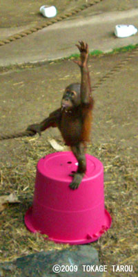 Sumatran Orangutan, Toronto Zoo