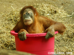 Sumatran Orangutan, Toronto Zoo