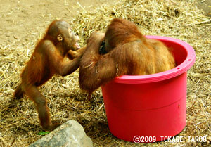 Sumatran Orangutan, Toronto Zoo