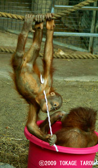 Sumatran Orangutan, Toronto Zoo
