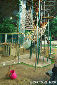 Sumatran Orangutan, Toronto Zoo