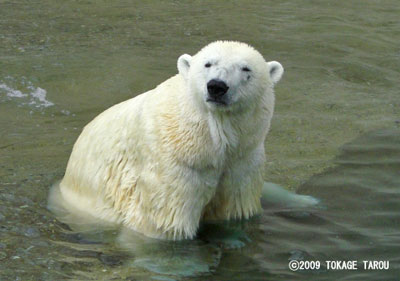 Polar Bear, Toronto Zoo