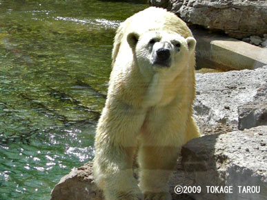 Polar Bear, Toronto Zoo