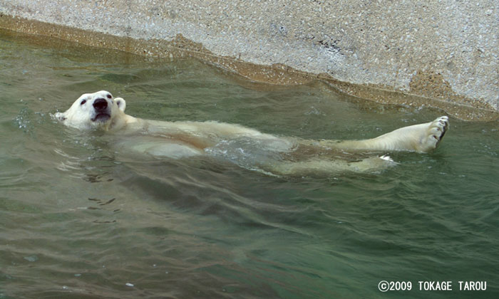 Polar Bear, Toronto Zoo