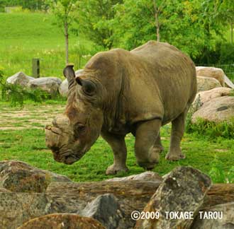 White Rhinoceros, Toronto Zoo