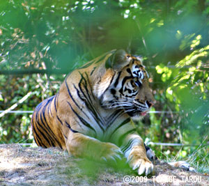 Sumatran Tiger, Toronto Zoo