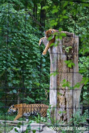 Sumatran Tiger, Toronto Zoo