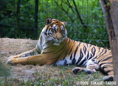 Sumatran Tiger, Toronto Zoo