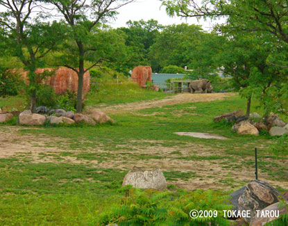 White Rhinoceros, Toronto Zoo