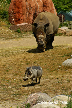 White Rhinoceros, Toronto Zoo