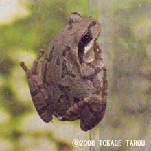 Japanese Tree Frog, Ueno Zoo