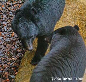 Coo and Taro, the Asiantic Brown Bear at Ueno Zoo