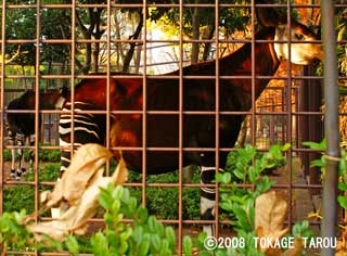 Okapi, Ueno Zoo