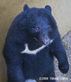 Asiantic Brown Bear, Ueno Zoo