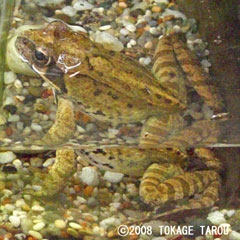 Montane Brown Frog, Ueno Zoo