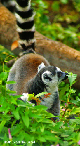 Ring-Tailed Lemur