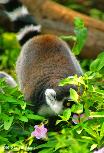 Ring-Tailed Lemur