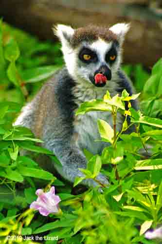 Ring-Tailed Lemur